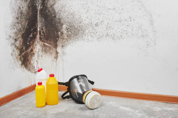 Best Industrial Mold Remediation in Riverse, ID