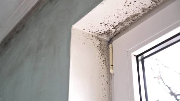 Best Residential Mold Remediation in Riverse, ID