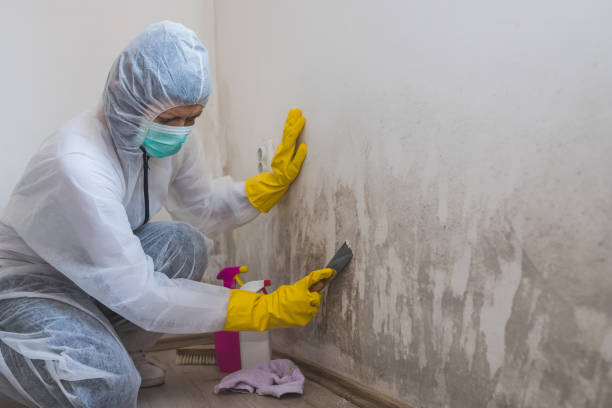 Best Mold Remediation for Specific Building Types in Riverse, ID
