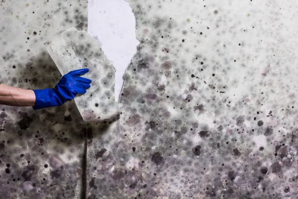 Best HVAC Mold Remediation in Riverse, ID